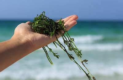 יד מחזיקה עלים ירוקים בחוף הים